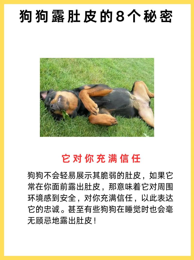 狗狗朝你“翻肚皮”,其实是这些暗示,别不懂!