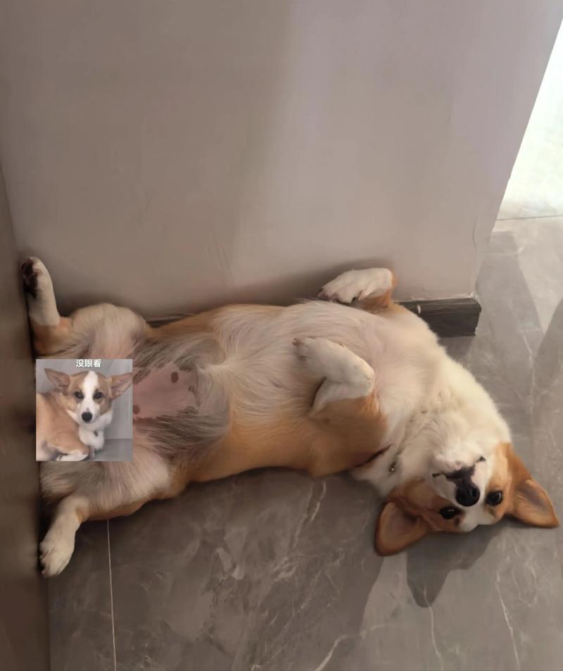 狗狗把肚皮朝向你说明什么