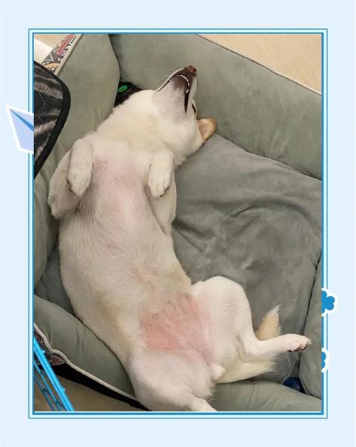 狗狗为什么会对你露肚皮