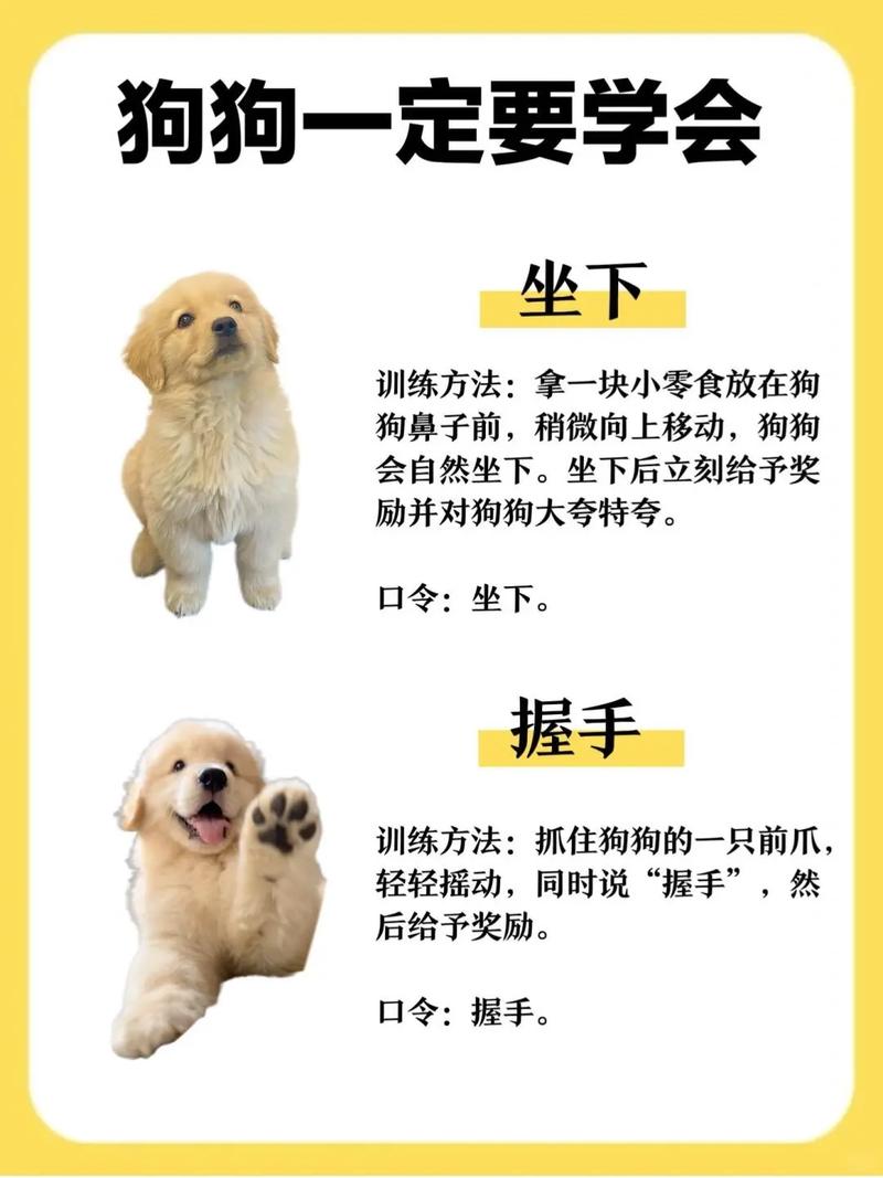 狗狗几个月训练比较好