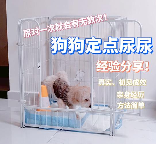 泰迪几个月开始训练