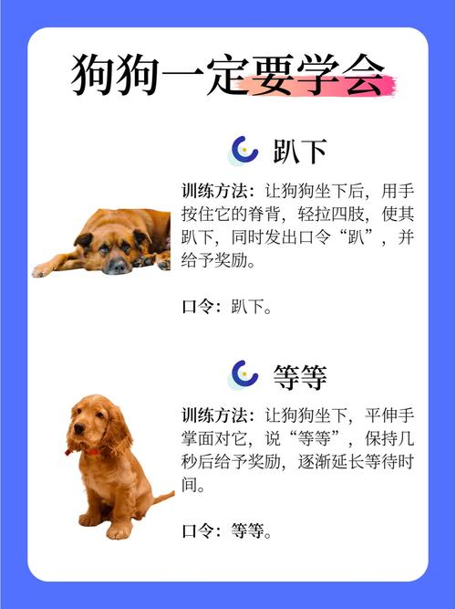 狗狗几个月开始训练比较好