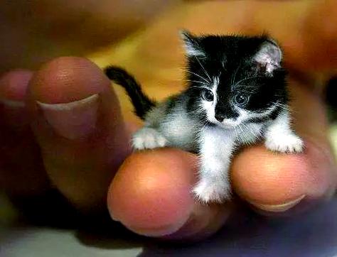 世界上最可爱的猫咪是哪一种猫?