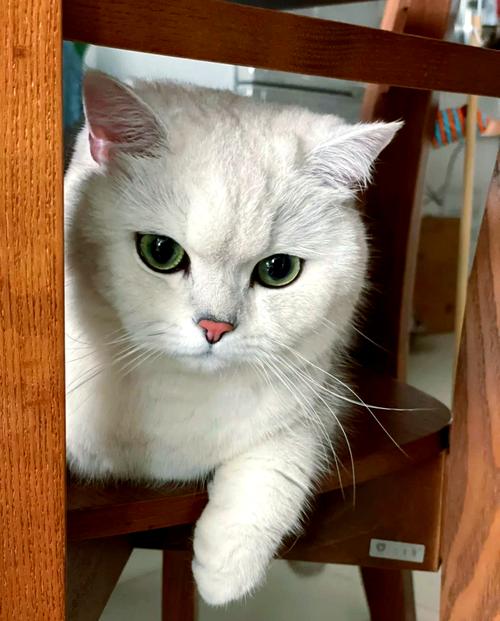 世界上最可爱的小猫咪是什么品种的