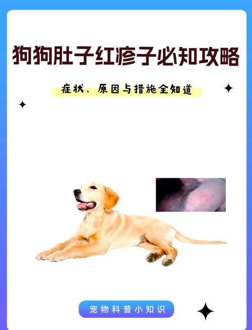 狗狗肚子小起小红疙瘩怎么办