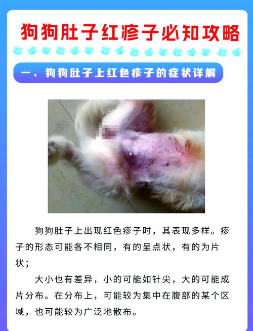 狗狗肚子上有红色的点点