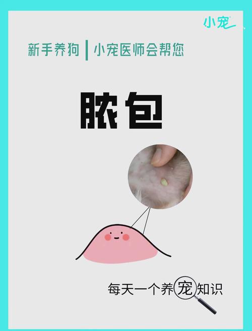 狗狗肚子起红点怎么办