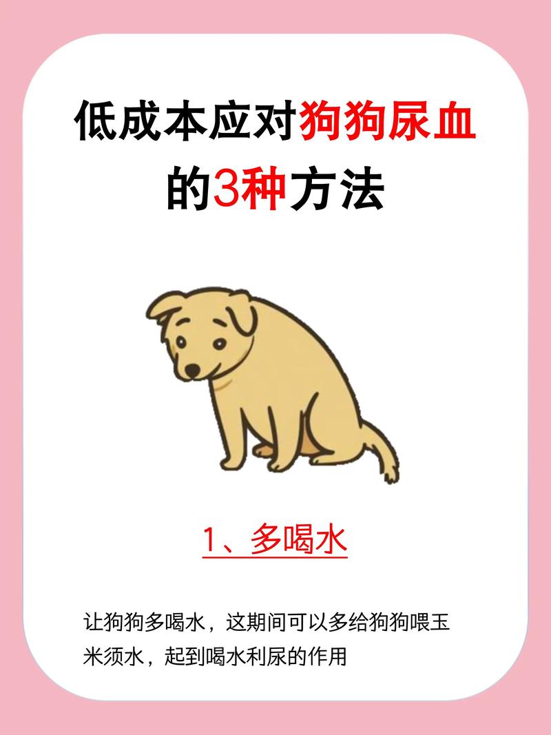 狗狗一直要尿怎么回事