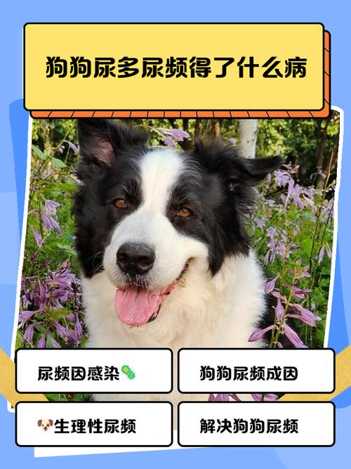 老年狗狗尿多尿频是怎么回事?