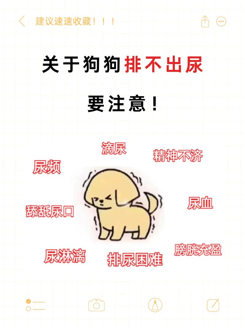 狗狗乱尿的原因,不要错怪它了!