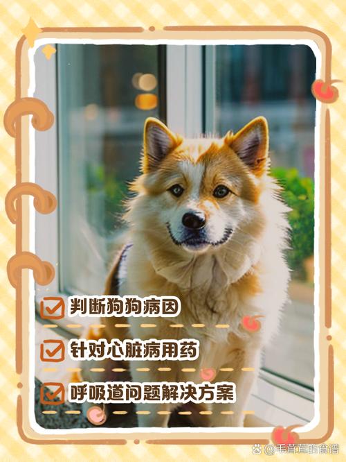 狗狗鼻炎吃什么药效果比较好?