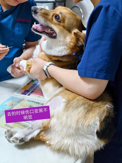 狗狗如果没病,打了血清会不会有什么副作用?