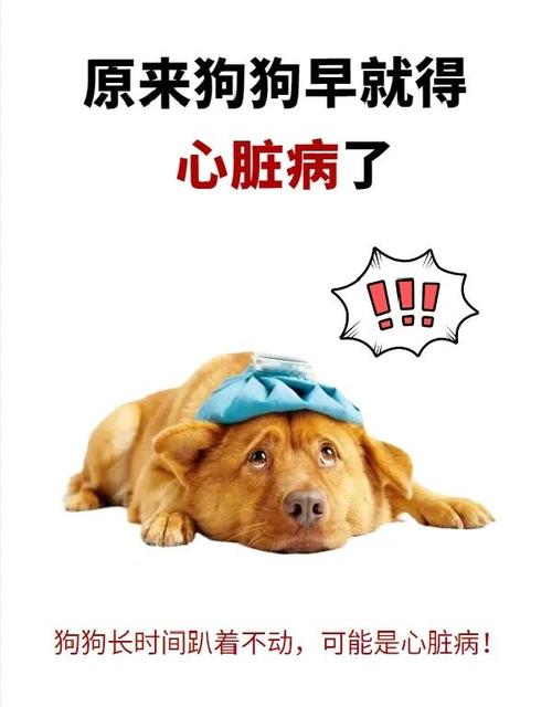 狗狗打了血清不良反应