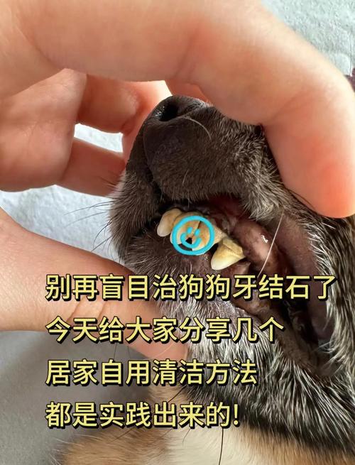 怎么分辨泰迪狗狗的年龄?