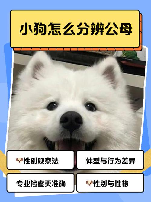 怎么看牙齿判断狗狗多大了