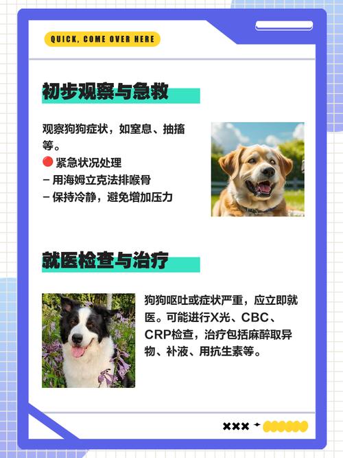 狗狗吃了骨头呕吐怎么办