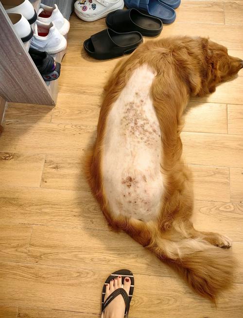 比熊犬得皮肤病了需要剃毛吗?为什么?