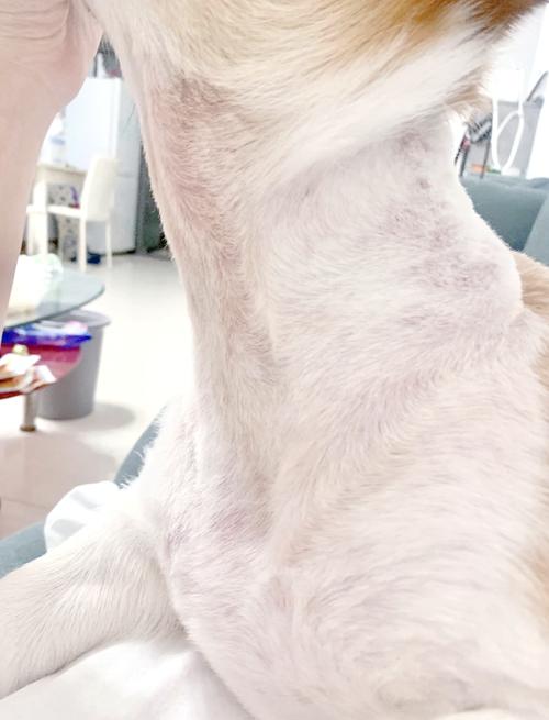 狗狗有皮肤病需要把毛全部剃掉吗