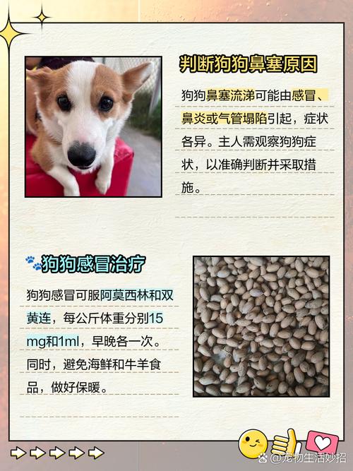 狗狗很精神但是流鼻涕狗狗鼻塞流鼻涕怎么办