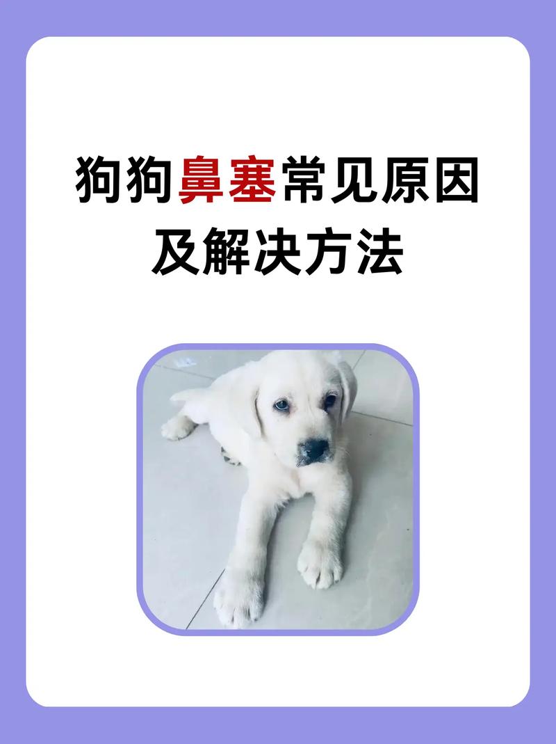 狗狗鼻子像鼻塞怎么办,狗鼻子像不通气是的