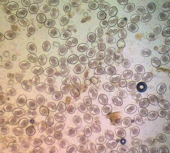 狗狗发情可以体内驱虫吗