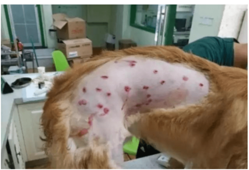 狗狗生理期能驱虫吗