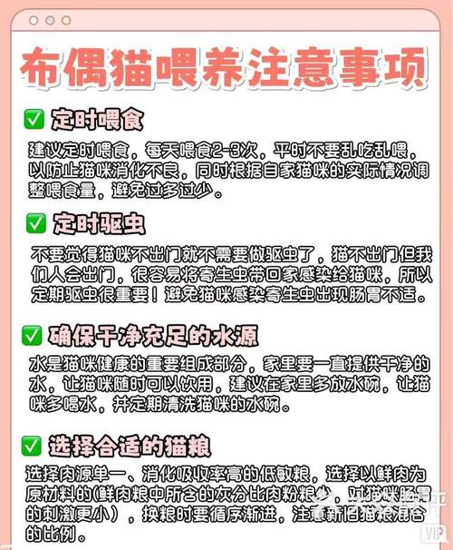 猫咪软便期间怎么喂食