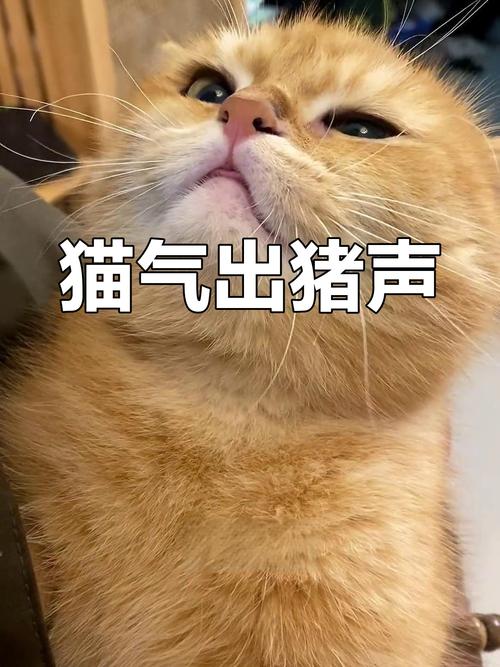 猫咪生气的声音