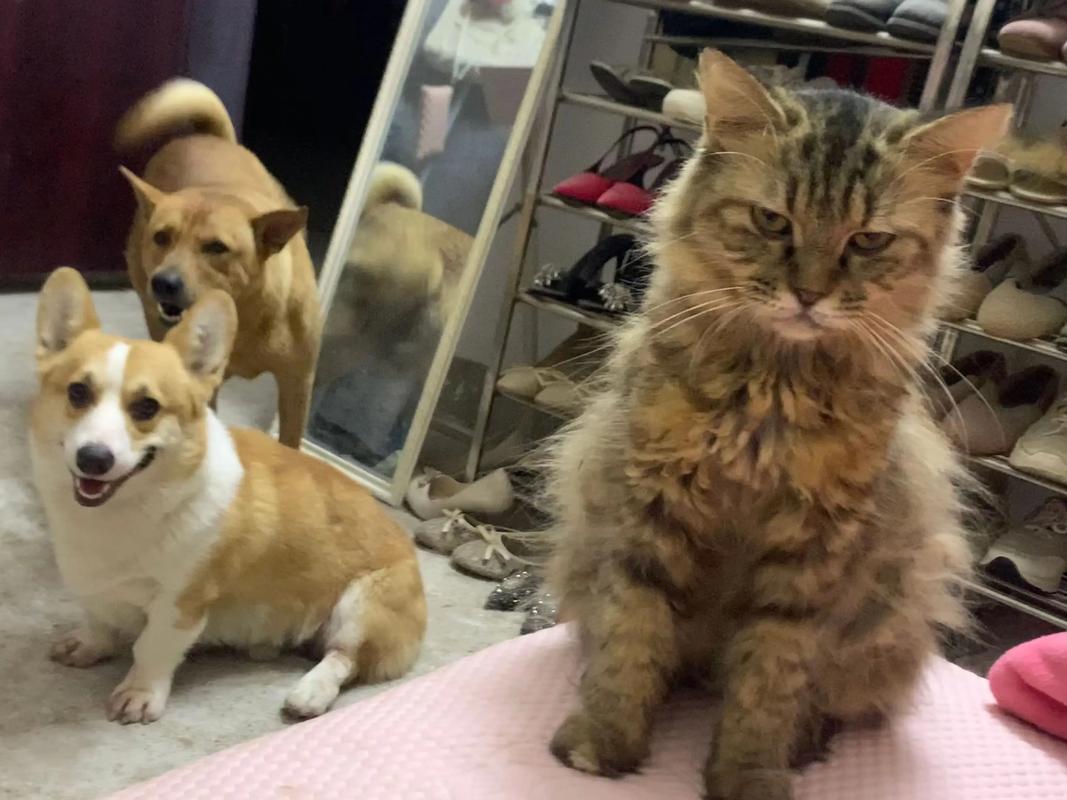 猫为什么发出狗生气的声音