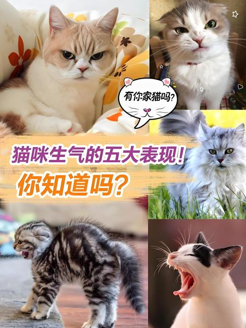 猫咪生气时会有什么表现吗?