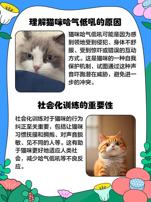 猫发出低吼是什么情况,猫发出低吼怎么处理