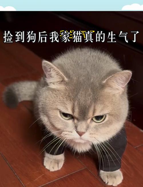 小猫一生气就像小孩一样叫怎么回事
