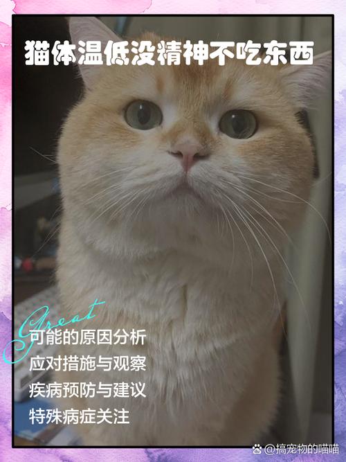 猫咪体温低不吃不喝