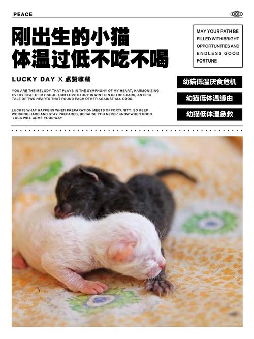 猫咪临死前的六个特殊征兆