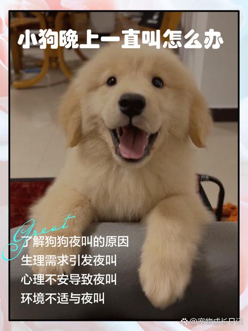 狗狗大早上乱叫怎么办