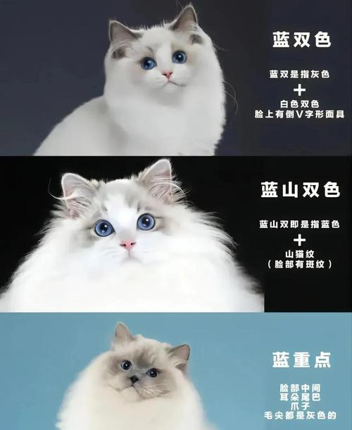 怎么看出猫咪怀孕了?