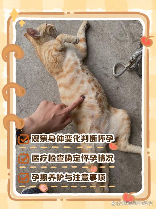摸母猫肚子怎么知道它怀孕了