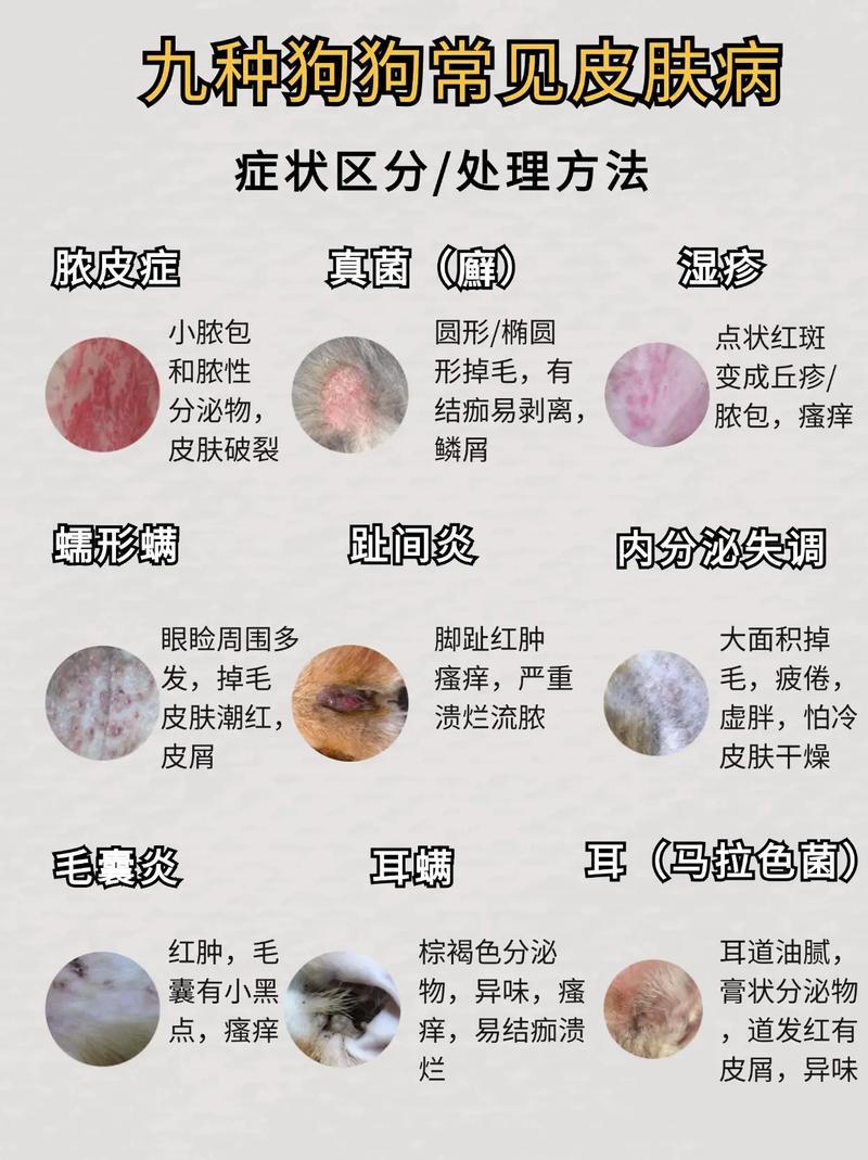 狗总蛋白高是怎么回事