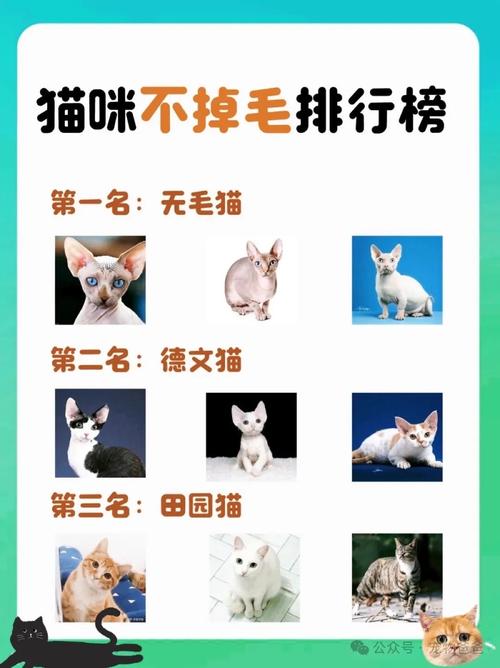 哪些品种的猫咪基本不掉毛?