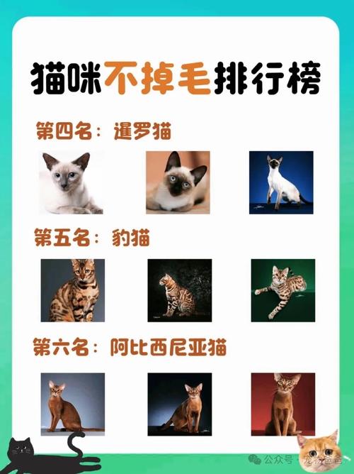 帮忙列举十种适合家养的不掉毛的猫咪品种