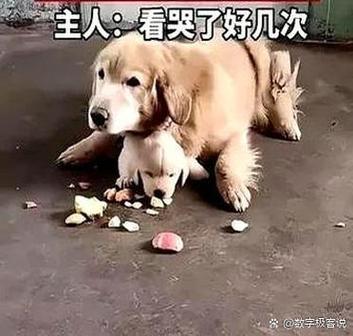 小狗吃了两三个苹果核有没有事啊?