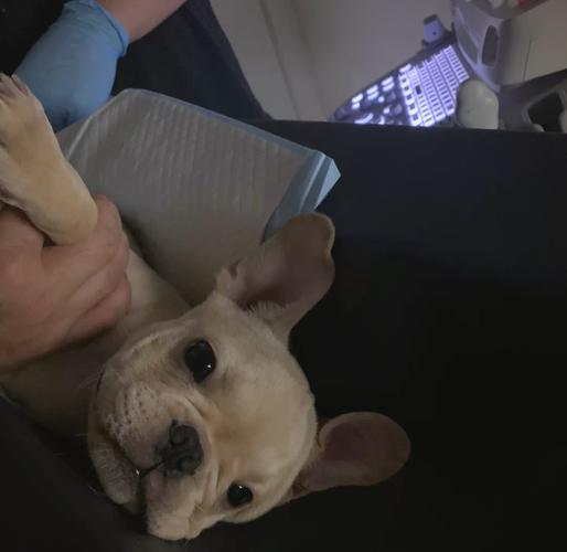 狗吃了苹果核怎么办