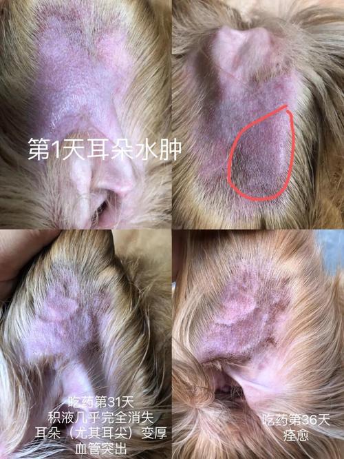 为什么狗狗耳朵里面出血