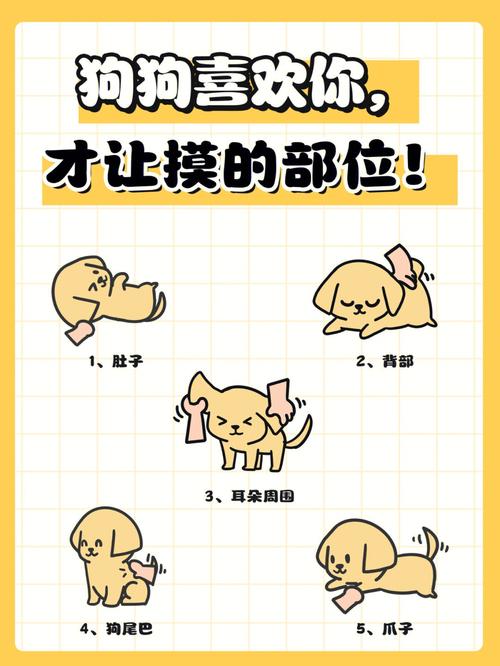 怎么让狗狗喜欢你吗?