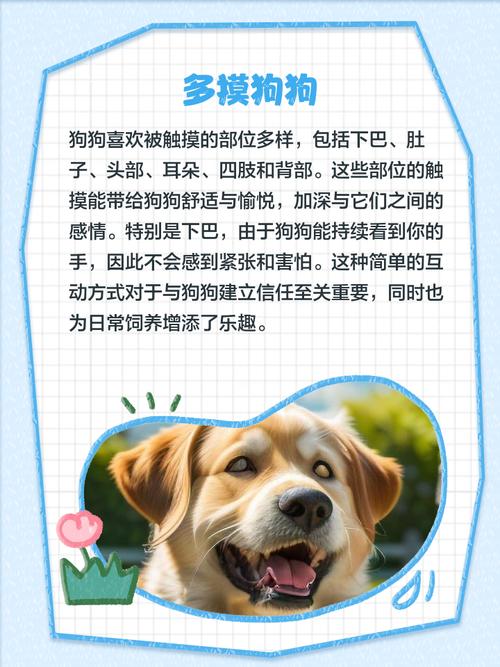 怎么样才可以让狗狗喜欢你?