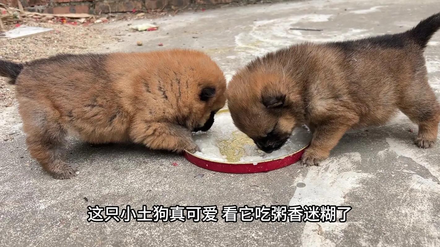 两个月小土狗可以吃甜的黑米粥吗?