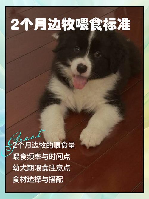 边牧可以吃甜黑米粥吗