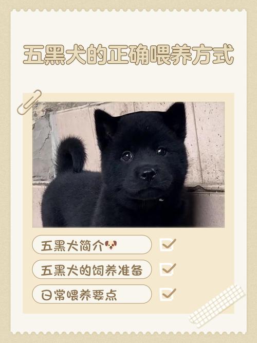 狗狗可以喝黑豆黑芝麻黑米吗?