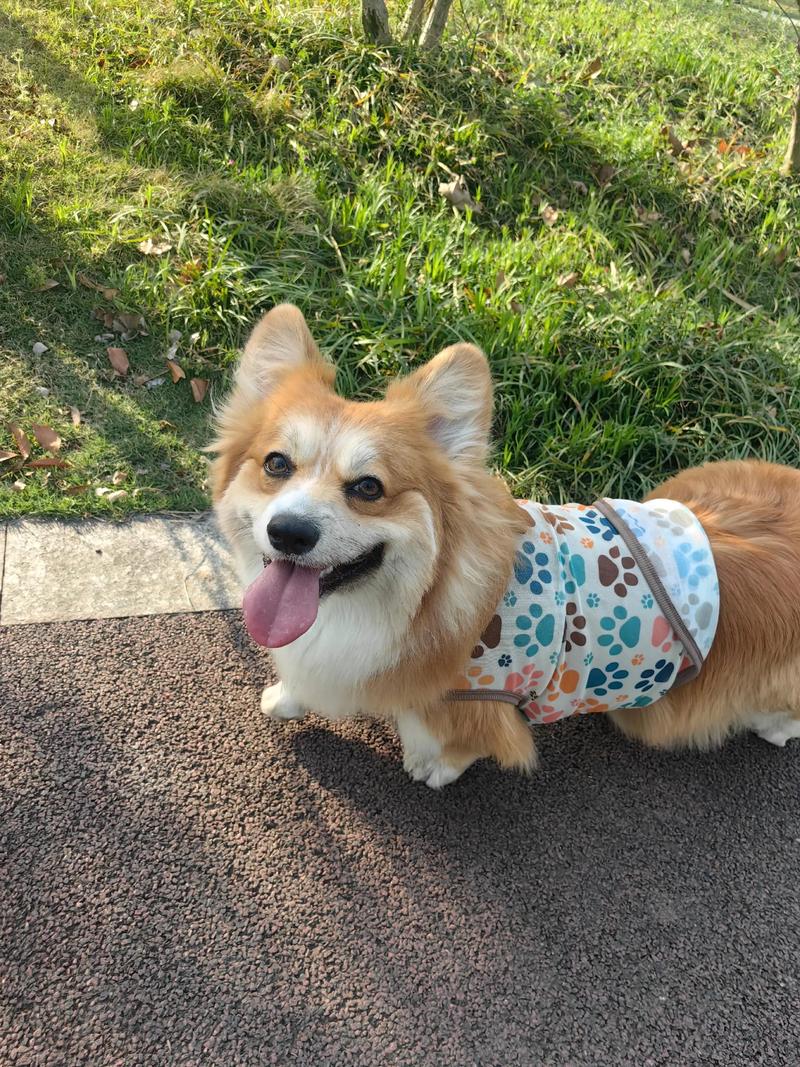 狗狗可以吃紫薯黑米粥吗