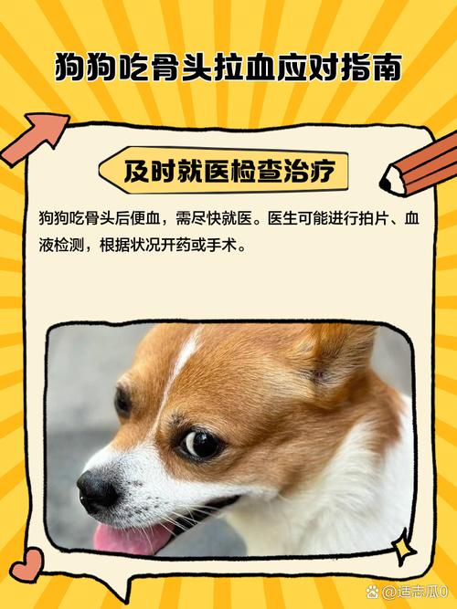 狗狗吃了骨头后又吐又拉血,怎么办?